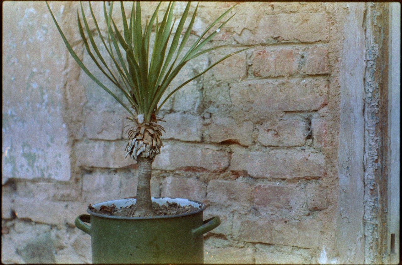 3051_vista_yashica002_1280