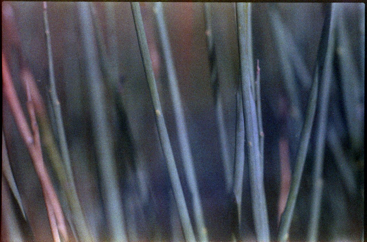 3051_vista_yashica020_1280